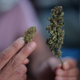Illustration for article titled Report: Biden Admin Punishing 'Dozens' of Staffers for Prior Weed Use
